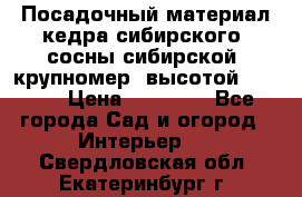 Посадочный материал кедра сибирского (сосны сибирской) крупномер, высотой 3-3.5  › Цена ­ 19 800 - Все города Сад и огород » Интерьер   . Свердловская обл.,Екатеринбург г.